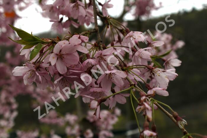 Višeň chloupkatá 'Pendula Rosea' - Prunus subhirtella 'Pendula Rosea'
