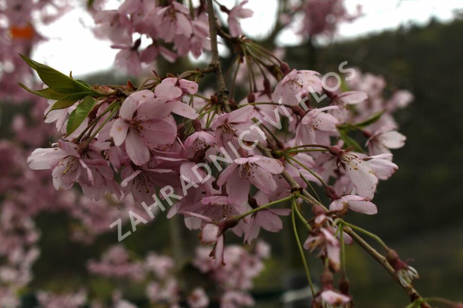 Višeň chloupkatá 'Pendula Rosea' - Prunus subhirtella 'Pendula Rosea'