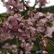 Višeň chloupkatá 'Pendula Rosea' - Prunus subhirtella 'Pendula Rosea'