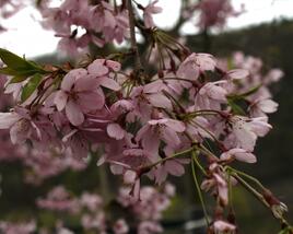 Višeň chloupkatá 'Pendula Rosea'