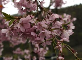 Višeň chloupkatá 'Pendula Rosea' - Prunus subhirtella 'Pendula Rosea'