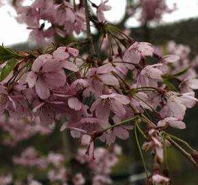 Višeň chloupkatá 'Pendula Rosea' - Prunus subhirtella 'Pendula Rosea'