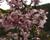 Višeň chloupkatá 'Pendula Rosea'
