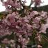 visen-chloupkata-pendula-rosea.jpg