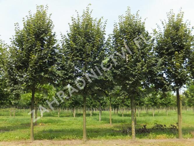 Lípa stříbrná - Tilia tomentosa