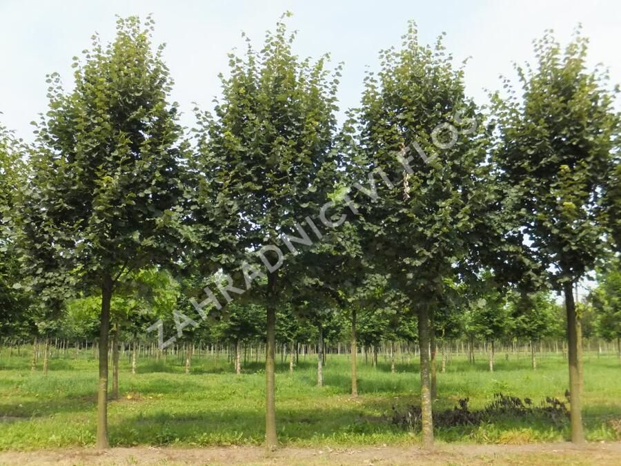 Lípa stříbrná - Tilia tomentosa