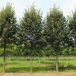 Lípa stříbrná - Tilia tomentosa