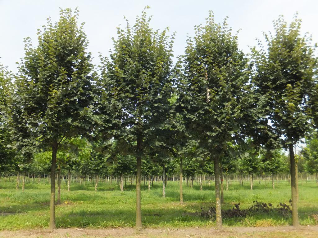 Lípa stříbrná - Tilia tomentosa