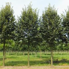 Lípa stříbrná - Tilia tomentosa