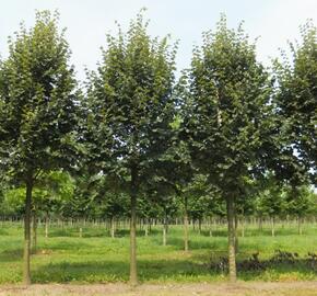Lípa stříbrná - Tilia tomentosa