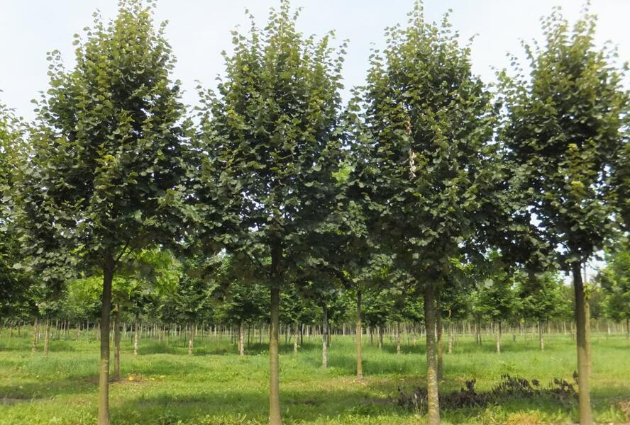 Lípa stříbrná - Tilia tomentosa