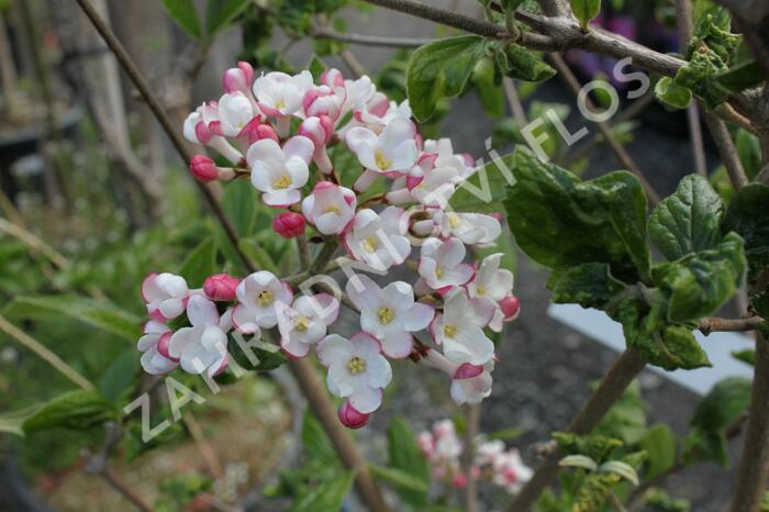 Kalina Burkwoodova 'Mohawk' - Viburnum burkwoodii 'Mohawk'