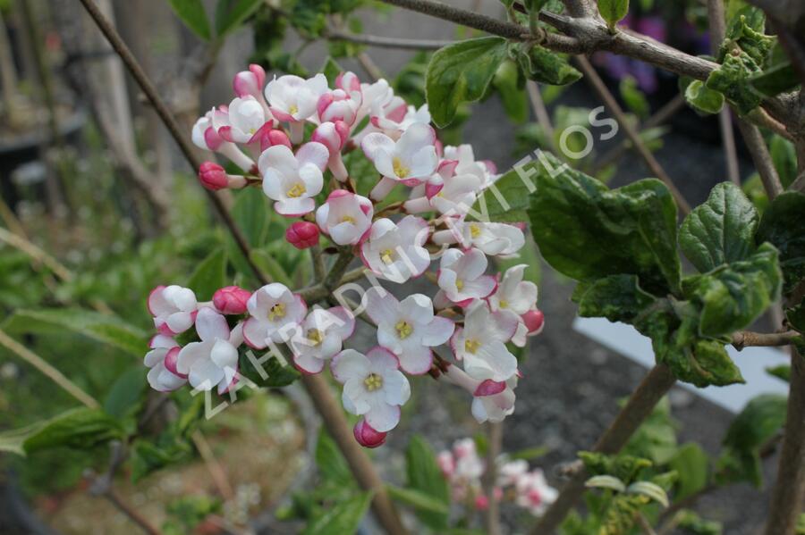 Kalina Burkwoodova 'Mohawk' - Viburnum burkwoodii 'Mohawk'