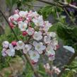 Kalina Burkwoodova 'Mohawk' - Viburnum burkwoodii 'Mohawk'