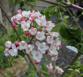 Kalina Burkwoodova 'Mohawk' - Viburnum burkwoodii 'Mohawk'