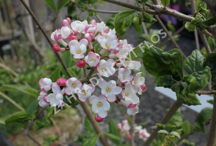 Kalina Burkwoodova 'Mohawk' - Viburnum burkwoodii 'Mohawk'