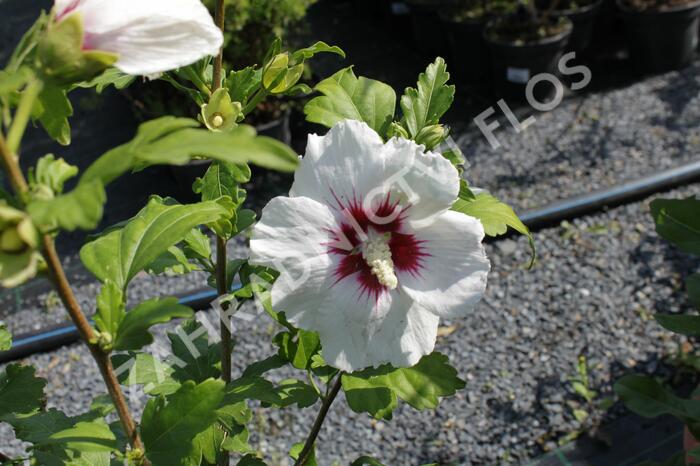 Ibišek syrský 'Monstrosus' - Hibiscus syriacus 'Monstrosus'