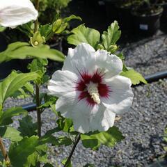 Ibišek syrský 'Monstrosus' - Hibiscus syriacus 'Monstrosus'