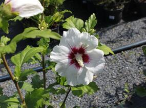 Ibišek syrský 'Monstrosus' - Hibiscus syriacus 'Monstrosus'