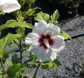 Ibišek syrský 'Monstrosus' - Hibiscus syriacus 'Monstrosus'