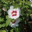 Ibišek syrský 'Monstrosus' - Hibiscus syriacus 'Monstrosus'