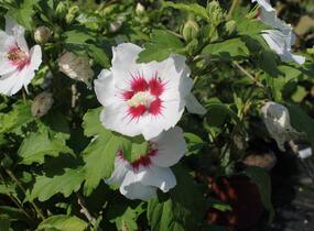 Ibišek syrský 'Monstrosus' - Hibiscus syriacus 'Monstrosus'