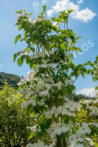 Dřín 'Galaxy' - Cornus 'Galaxy'