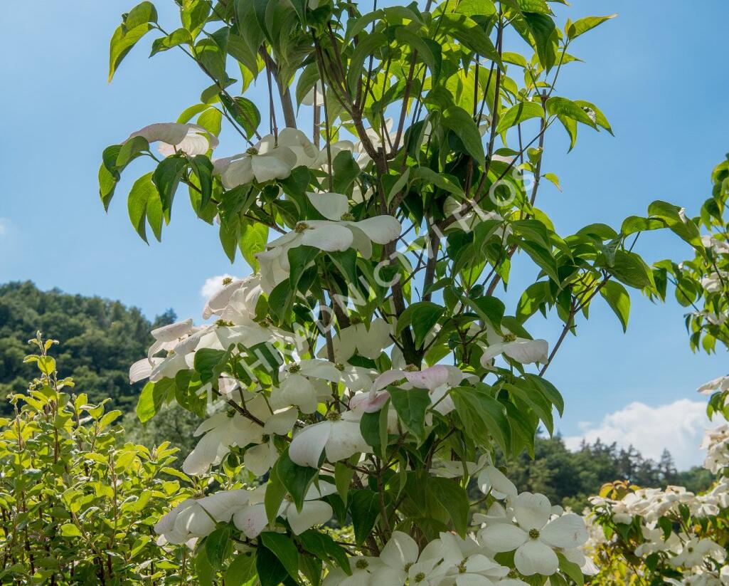 Dřín 'Galaxy' - Cornus 'Galaxy'