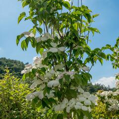 Dřín 'Galaxy' - Cornus 'Galaxy'