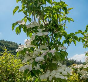 Dřín 'Galaxy' - Cornus 'Galaxy'