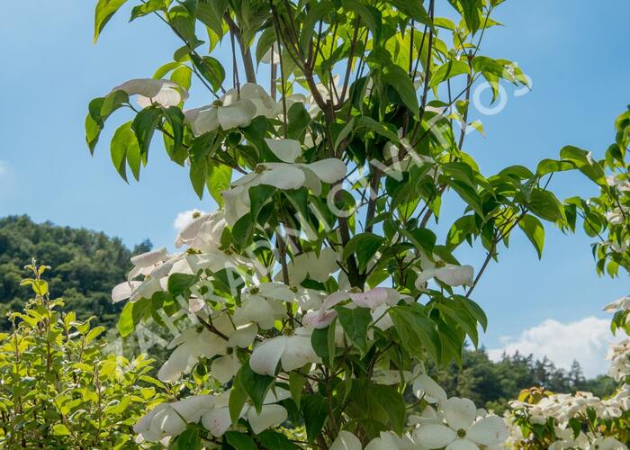 Dřín 'Galaxy' - Cornus 'Galaxy'
