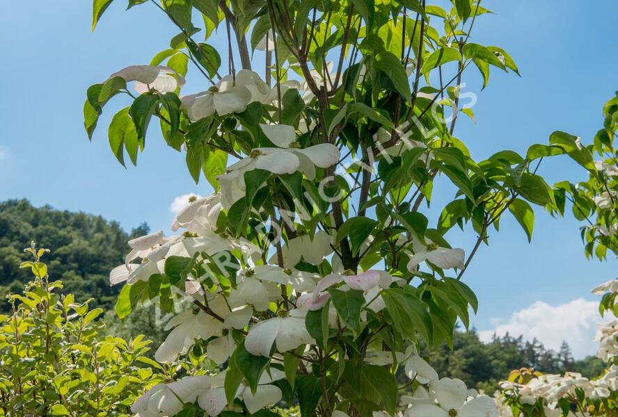 Dřín 'Galaxy' - Cornus 'Galaxy'