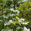 Dřín 'Galaxy' - Cornus 'Galaxy'