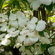 Dřín 'Galaxy' - Cornus 'Galaxy'