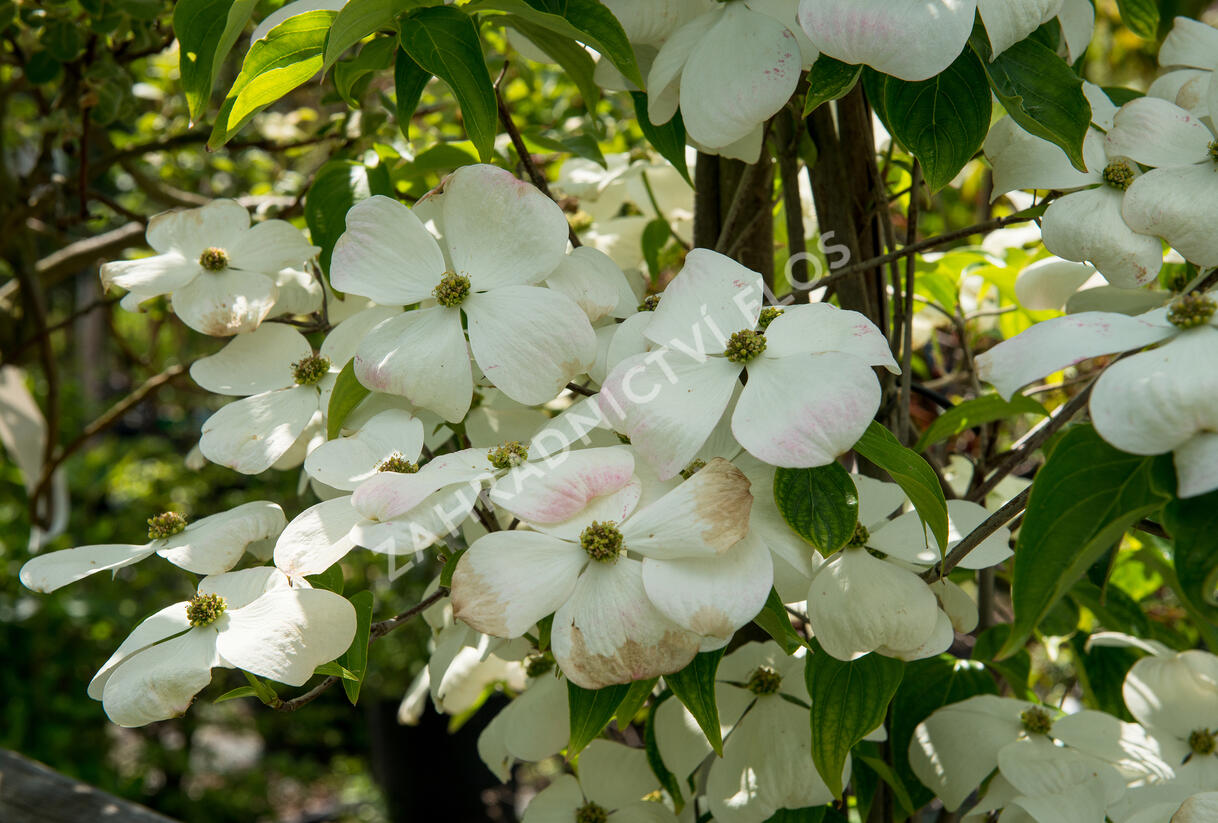 Dřín 'Galaxy' - Cornus 'Galaxy'