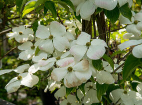 Dřín 'Galaxy' - Cornus 'Galaxy'