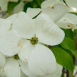 Dřín 'Galaxy' - Cornus 'Galaxy'