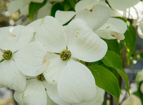 Dřín 'Galaxy' - Cornus 'Galaxy'