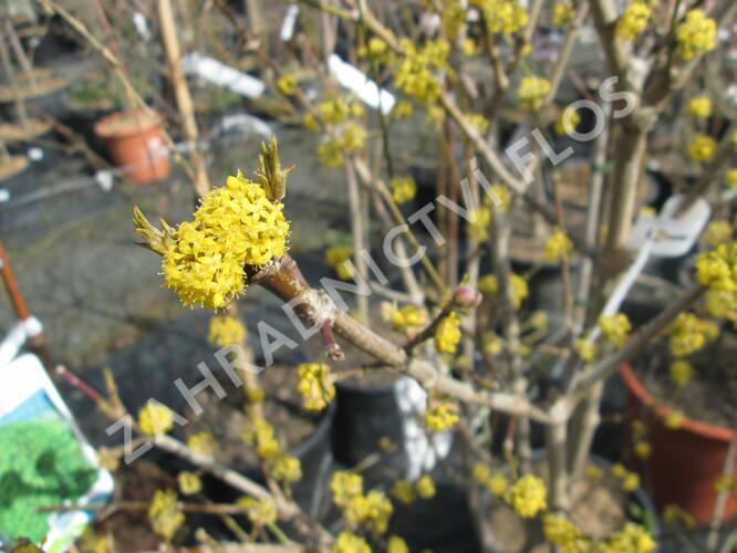 Dřín obecný 'Golden Glory' - Cornus mas 'Golden Glory'