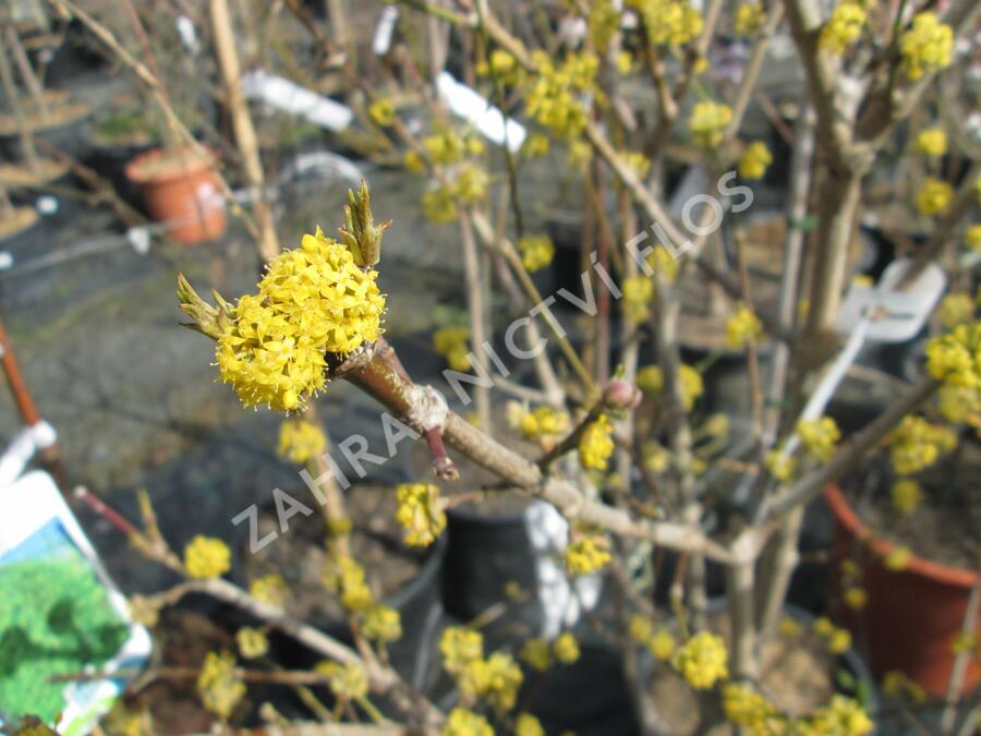 Dřín obecný 'Golden Glory' - Cornus mas 'Golden Glory'