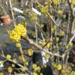 Dřín obecný 'Golden Glory' - Cornus mas 'Golden Glory'