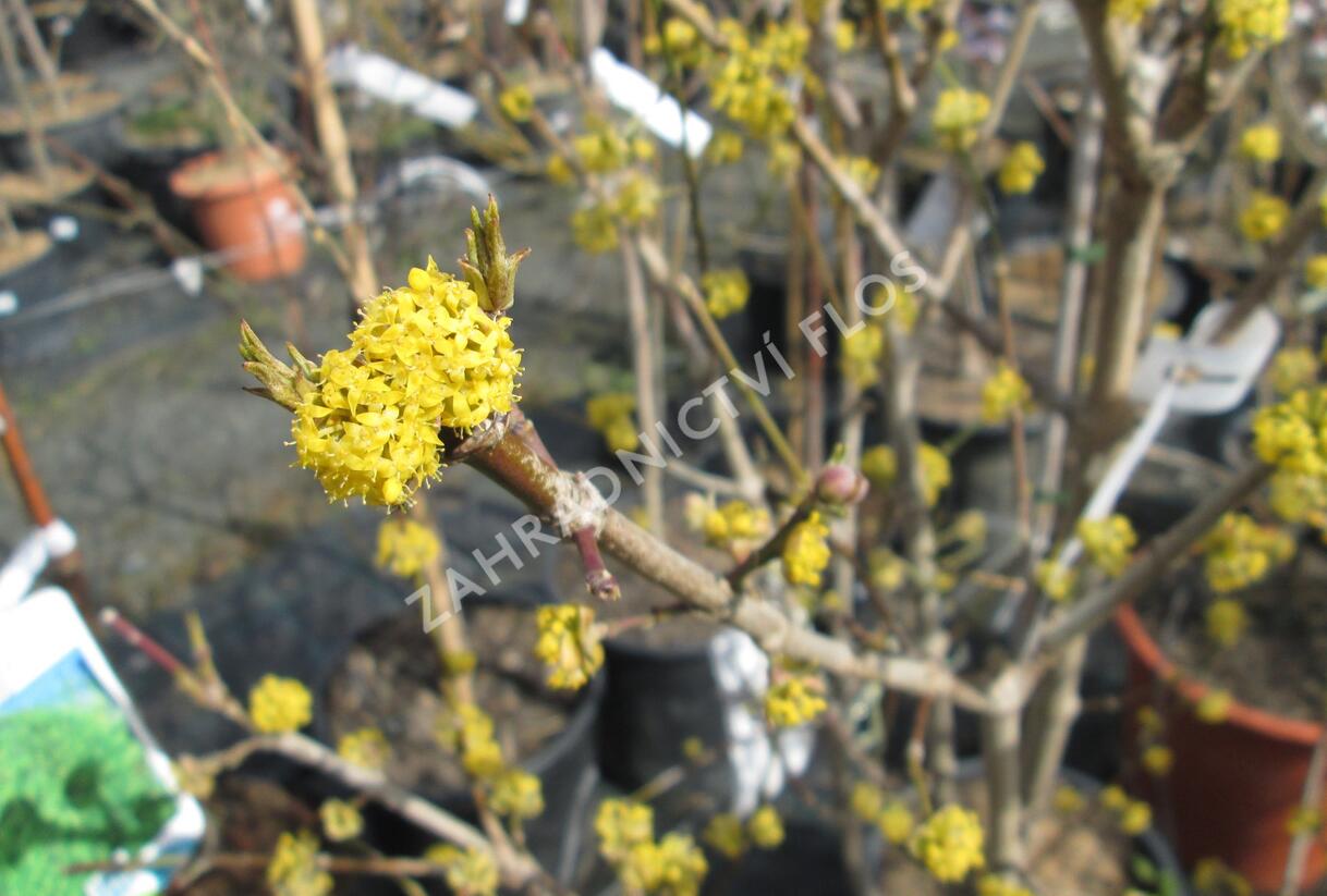 Dřín obecný 'Golden Glory' - Cornus mas 'Golden Glory'