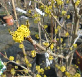 Dřín obecný 'Golden Glory' - Cornus mas 'Golden Glory'