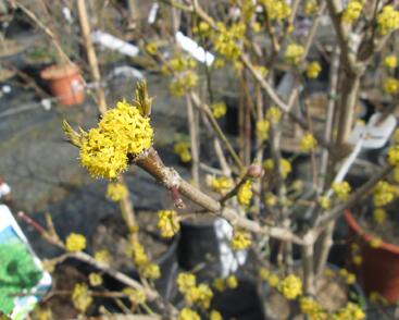 Dřín obecný 'Golden Glory'