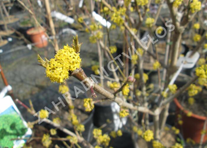 Dřín obecný 'Golden Glory' - Cornus mas 'Golden Glory'