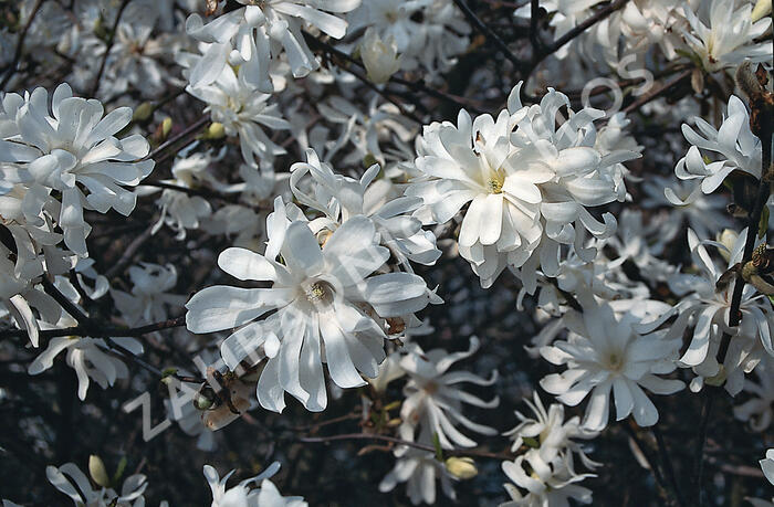 Šácholan hvězdokvětý 'Royal Star' - Magnolia stellata 'Royal Star'