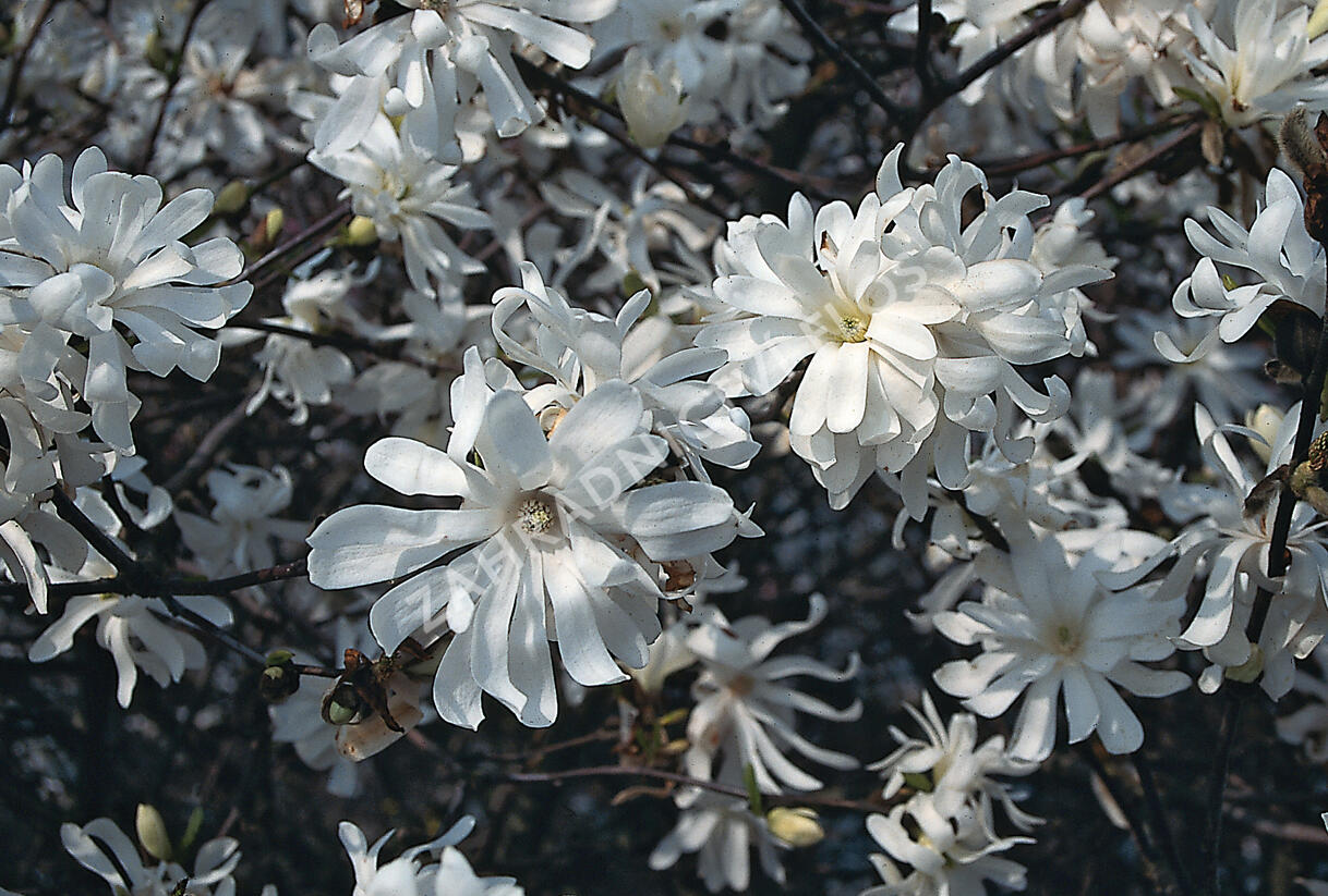 Šácholan hvězdokvětý 'Royal Star' - Magnolia stellata 'Royal Star'