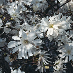 Šácholan hvězdokvětý 'Royal Star' - Magnolia stellata 'Royal Star'