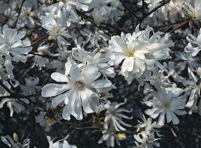 Šácholan hvězdokvětý 'Royal Star' - Magnolia stellata 'Royal Star'