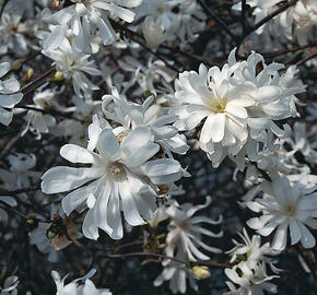Šácholan hvězdokvětý 'Royal Star' - Magnolia stellata 'Royal Star'